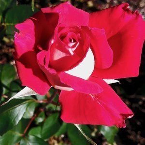 Meet your Posher, Lillian